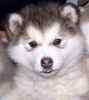 Alaskan Malamute puppies for sale