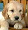 Goldendoodle puppies for sale