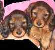 Dachshund puppies for sale