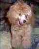 Toy Poodle puppies for sale