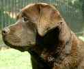 Labrador Retriever puppies for sale 