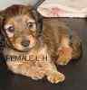 Dachshund puppies for sale
