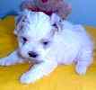 Maltese puppy breeder