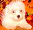 Maltese puppies