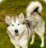 Alaskan Malamute puppies for sale