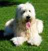 Goldendoodle puppies for sale