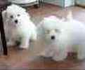 Maltese puppies