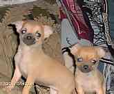 Chihuahua puppies