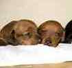 Dachshund puppies for sale