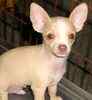 Chihuahua puppies for sale
