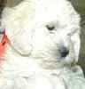 Labradoodle puppies for sale 