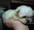 Maltese puppies for sale