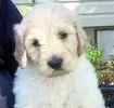 Goldendoodle puppies for sale