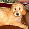 Goldendoodle puppies for sale