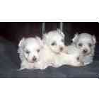 Maltese puppies