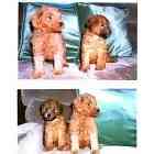 Standard Poodle puppies