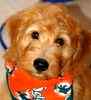 Goldendoodle puppies for sale