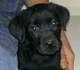 Labrador Retriever puppies for sale 
