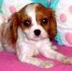Cavalier King Charles Spaniel puppies for sale