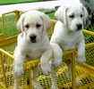 Labrador Retriever puppies for sale