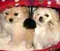 Peekapoo puppies for sale