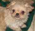 Peekapoo puppies for sale