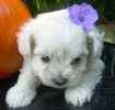 Maltipoo puppies for sale 