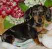 Dachshund puppies for sale