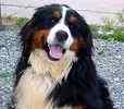 Bernese Mountaiin Dog puppies for sale