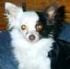 Chihuahua puppies for sale