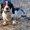 Dachshund puppies for sale