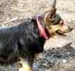 Australian Cattle Dog (Blue Heeler) puppies for sale