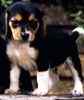 Beagle puppies for sale