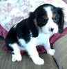 Cavalier King Charles Spaniel puppies for sale