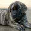 English Mastiff puppies for sale