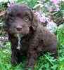 Labradoodlle puppies for sale
