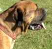 English Mastiff puppies for sale