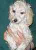 Toy Poodle puppies for sale