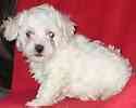 Bichon Frise puppies for sale