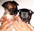 Chihuahua puppies for sale