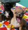 Chihuahua puppies