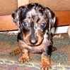 Dachshund puppies for sale
