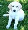 Labrador Retriever puppies for sale 