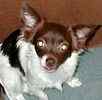 Chihuahua puppies for sale
