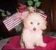 Toy Poodle puppies for sale
