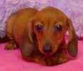 Dachshund puppies for sale
