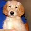 Goldendoodle puppies for sale