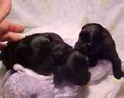 yorkiepoo puppies for sale