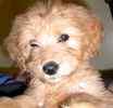 Goldendoodle puppies for sale