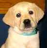 Labrador Retriever puppies for sale 